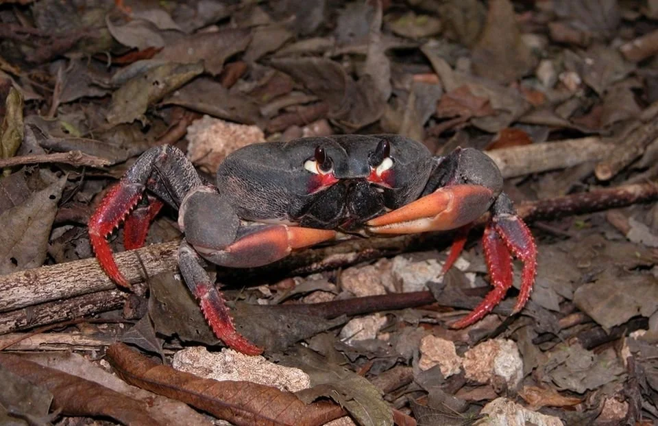 ガバラソフビ GECARCINUS RURICOLA CARE GUIDE - ZOMBIE LAND CRAB CARE — Indoor